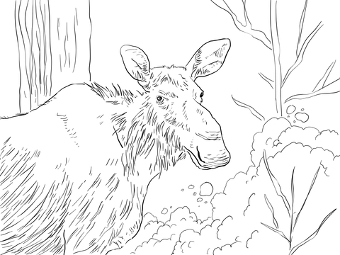 Eastern Moose Coloring Page